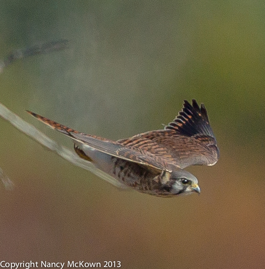 Photo of Female Kestrel in Flight