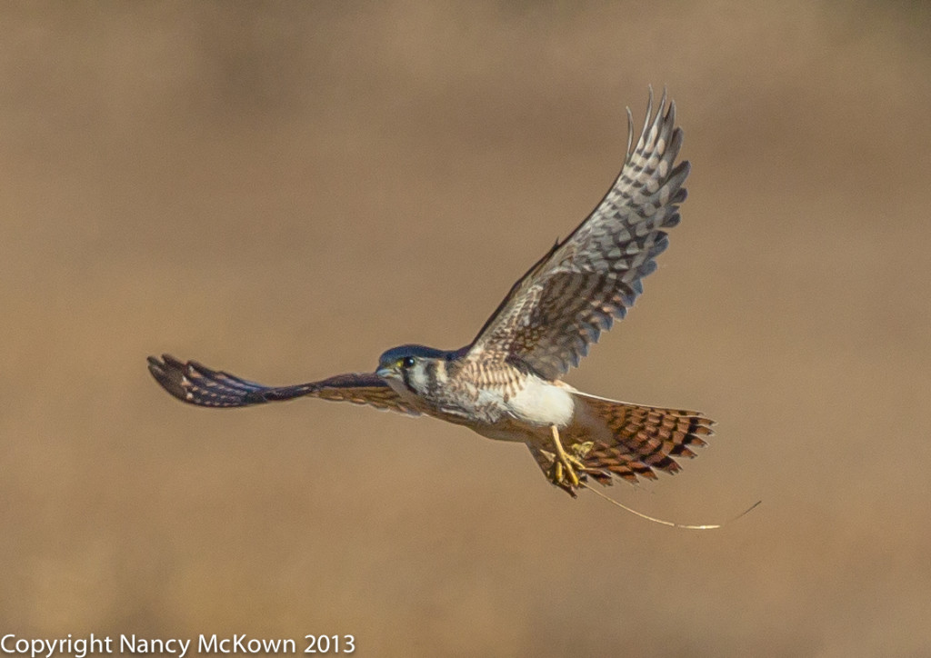 Photo of an American Kestrel