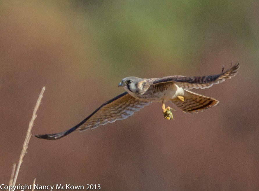 Photo of a Female American Kestrel in Flight