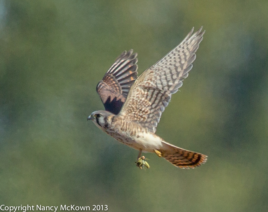 Photo of Female American Kestrel in Flight