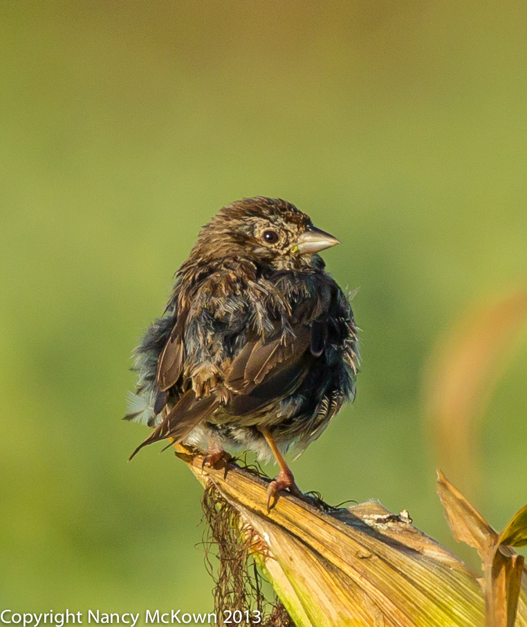 Young Song Sparrow Photographed on Top of a Corn Stalk