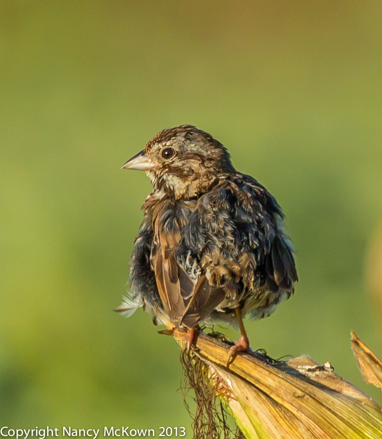 Photograph of Common Song Sparrow