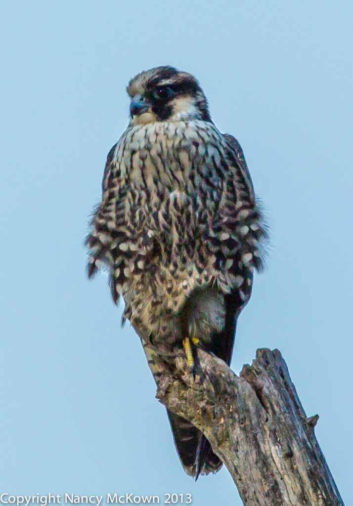 Photograph of Peregrine Falcon