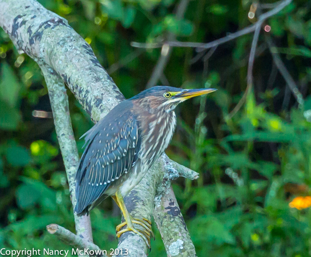 Photo of Green Heron