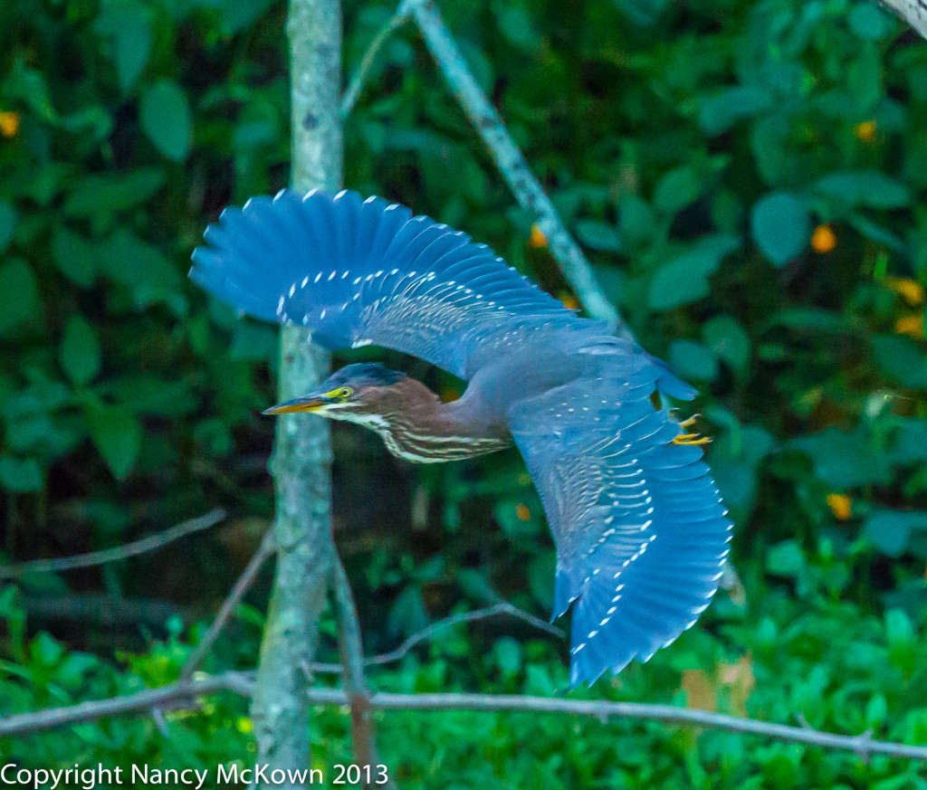 Photograph of Green Heron in Flight