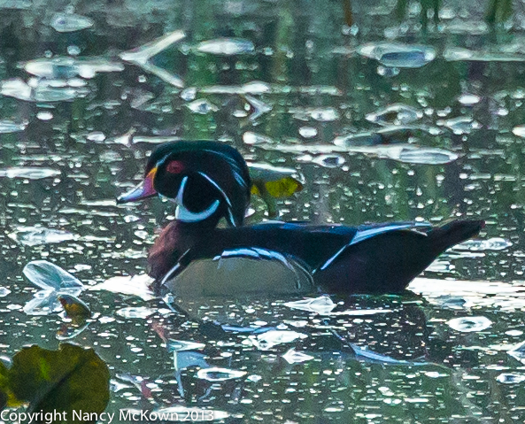 Photograph of Male Wood Duck in Full Plumage