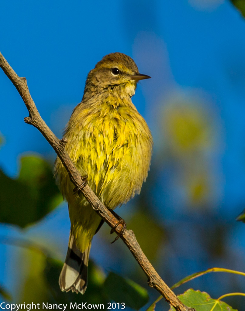 Photo of a Palm Warbler - Eastern Yellow SSP