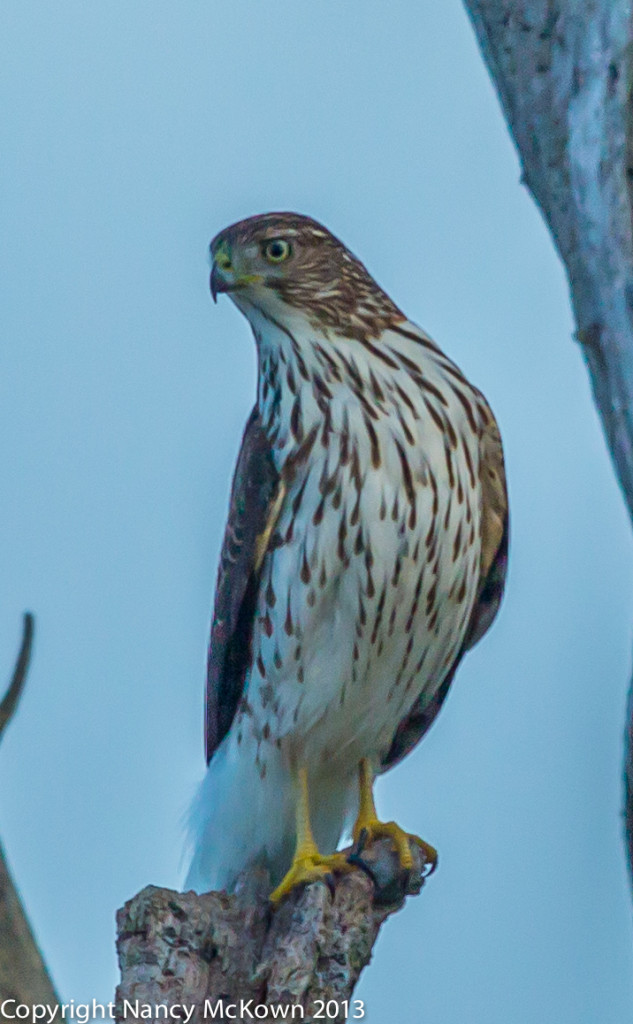 Photograph of a Cooper's Hawk