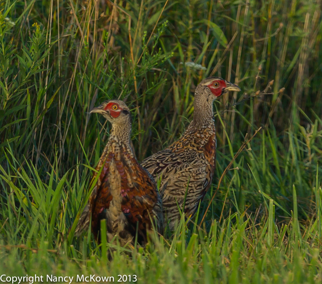 Photo of Two Immature Male Ring Neck Pheasants