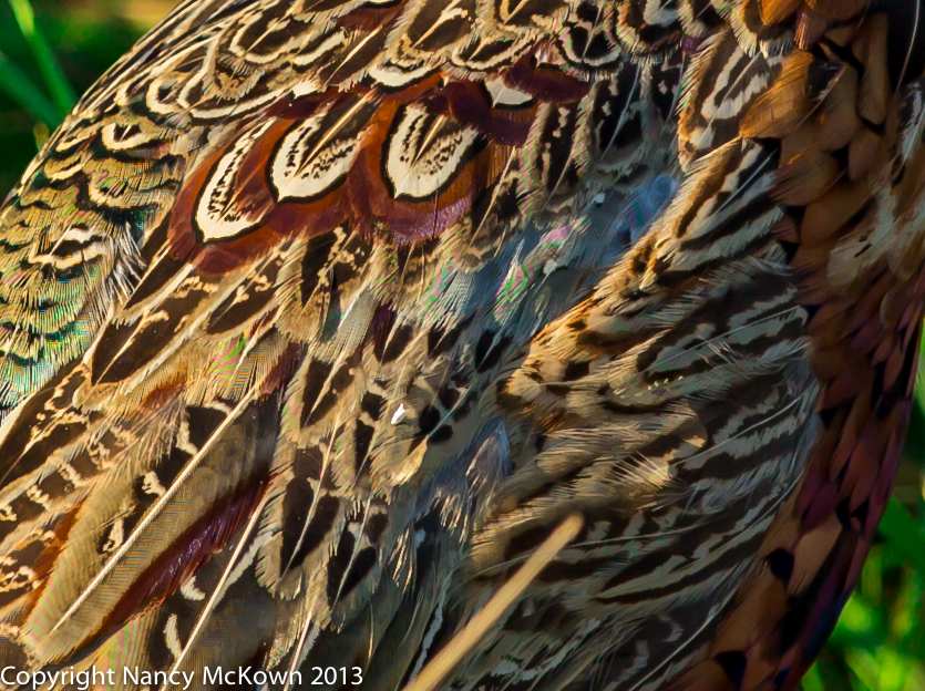 Photo of Pheasant Feathers