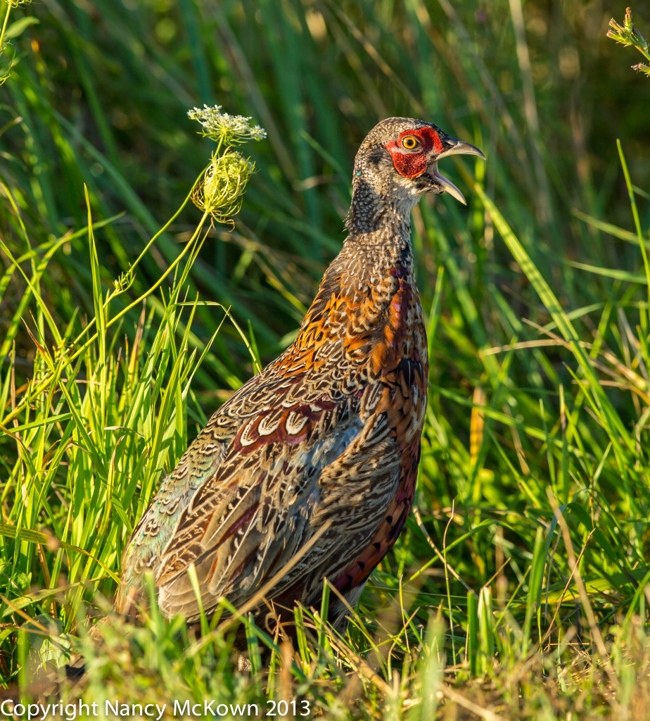 Photo of Immature Male Ring Neck Pheasant