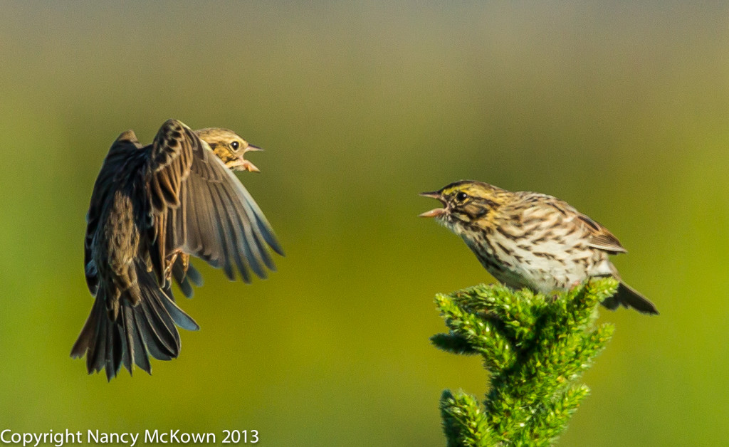 Photo of Beautiful Song Birds Squabbling- Savannah Sparrows