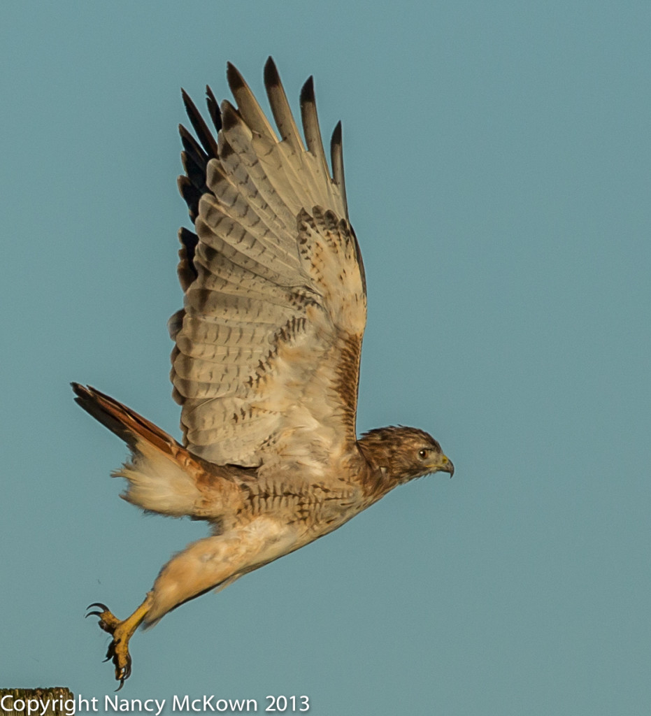 Photo of Red Tailed Hawk at Liftoff