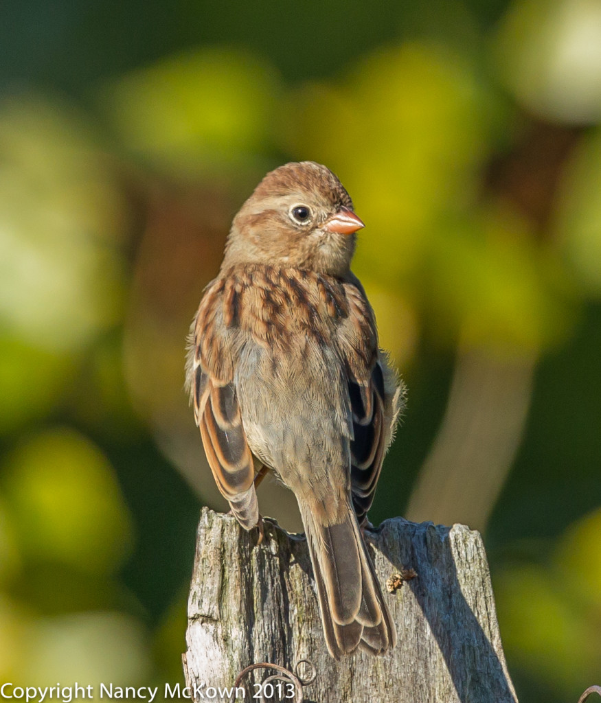 Photo of Field Sparrow