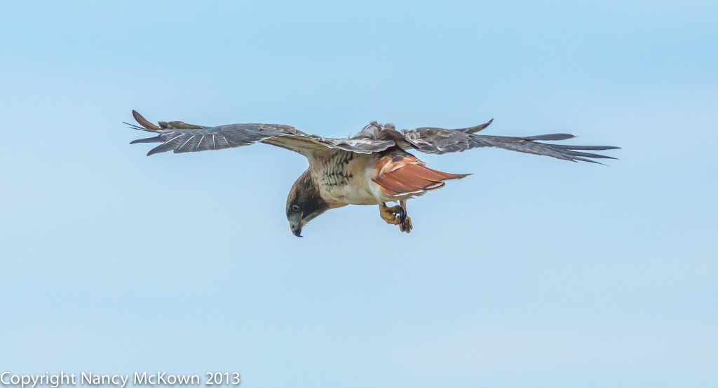 Photo of Red Tailed Hawk Hovering in High Wind