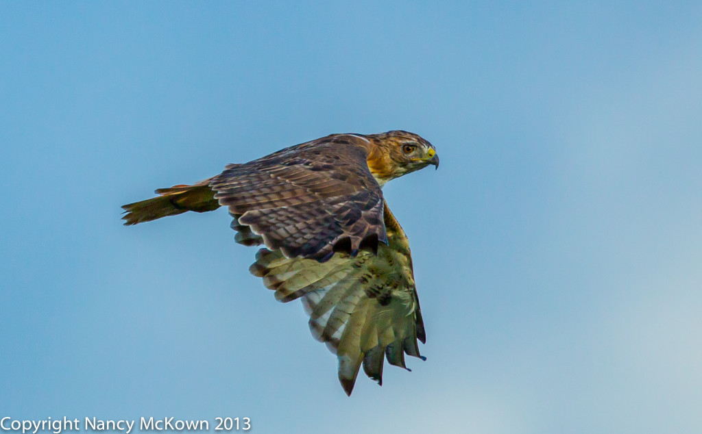 Photo of Red Tailed Hawk in Flight