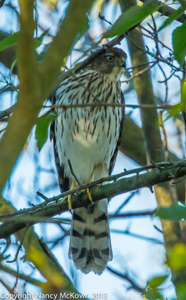 Photo of a Cooper's Hawk