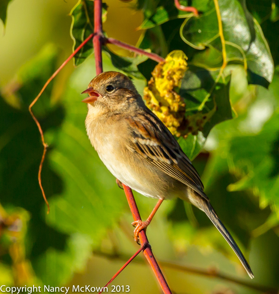 Photo of a Field Sparrow