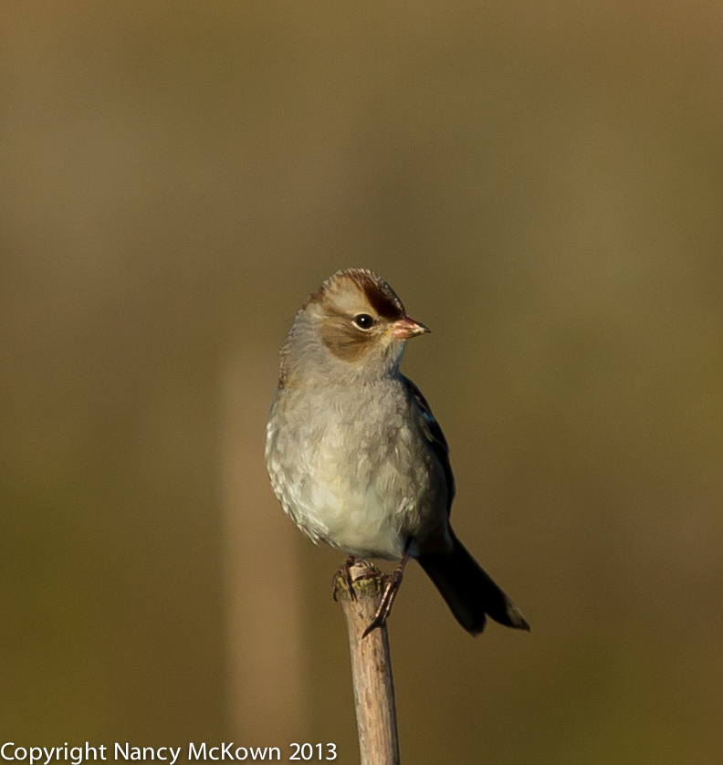 Photograph of an Immature White Crowned Sparrow