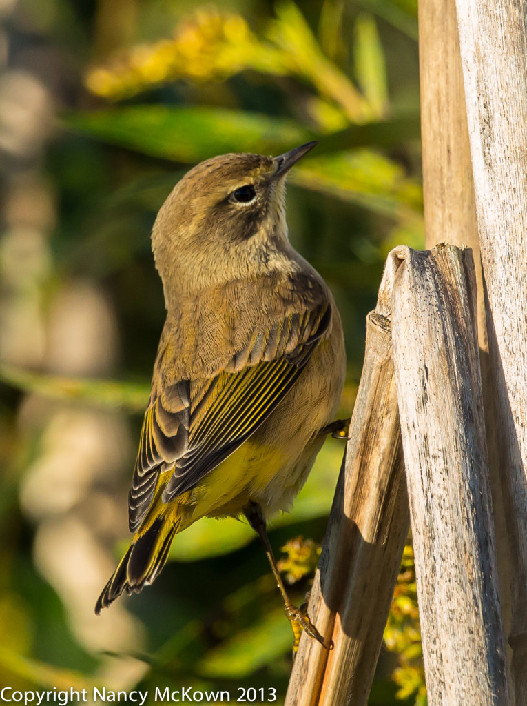 Photo of Palm Warbler