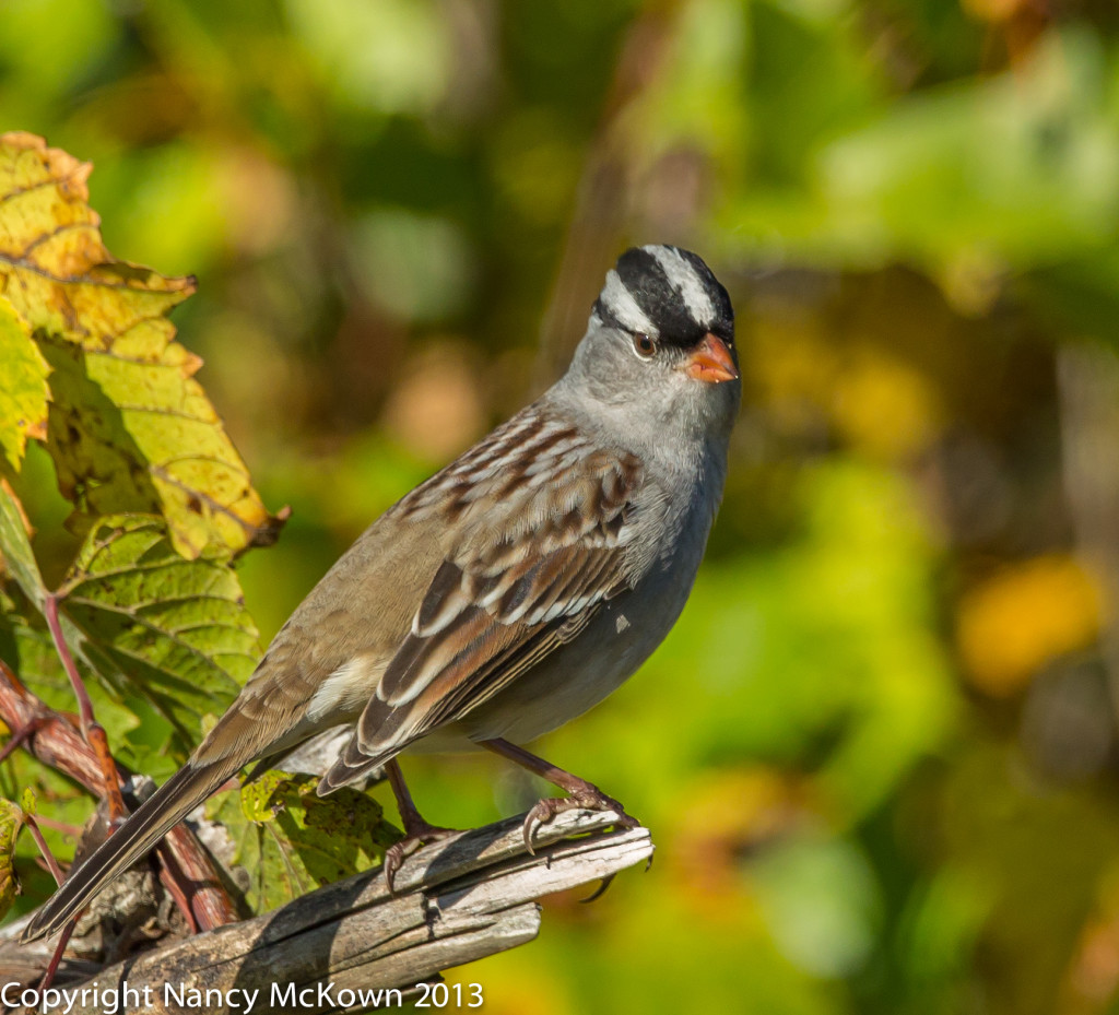 Photo of Mature White Crowned Sparrow