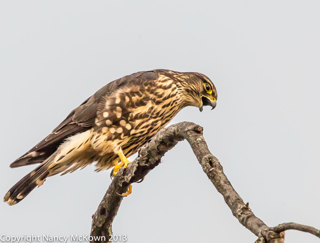 Photo of Merlin Falcon
