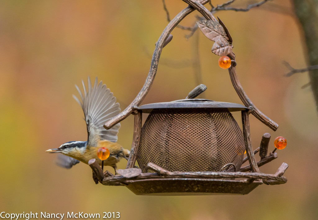 Photograph of Red Breasted Nuthatch