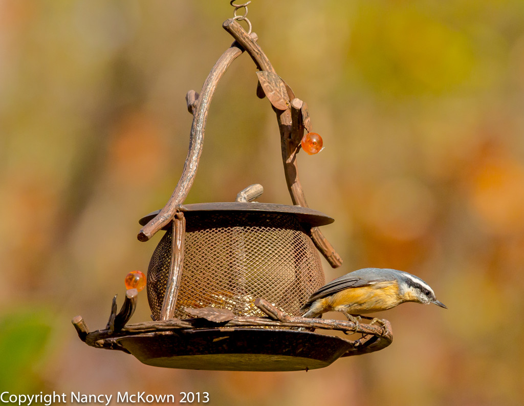 Photo of Red Breasted Nuthatch