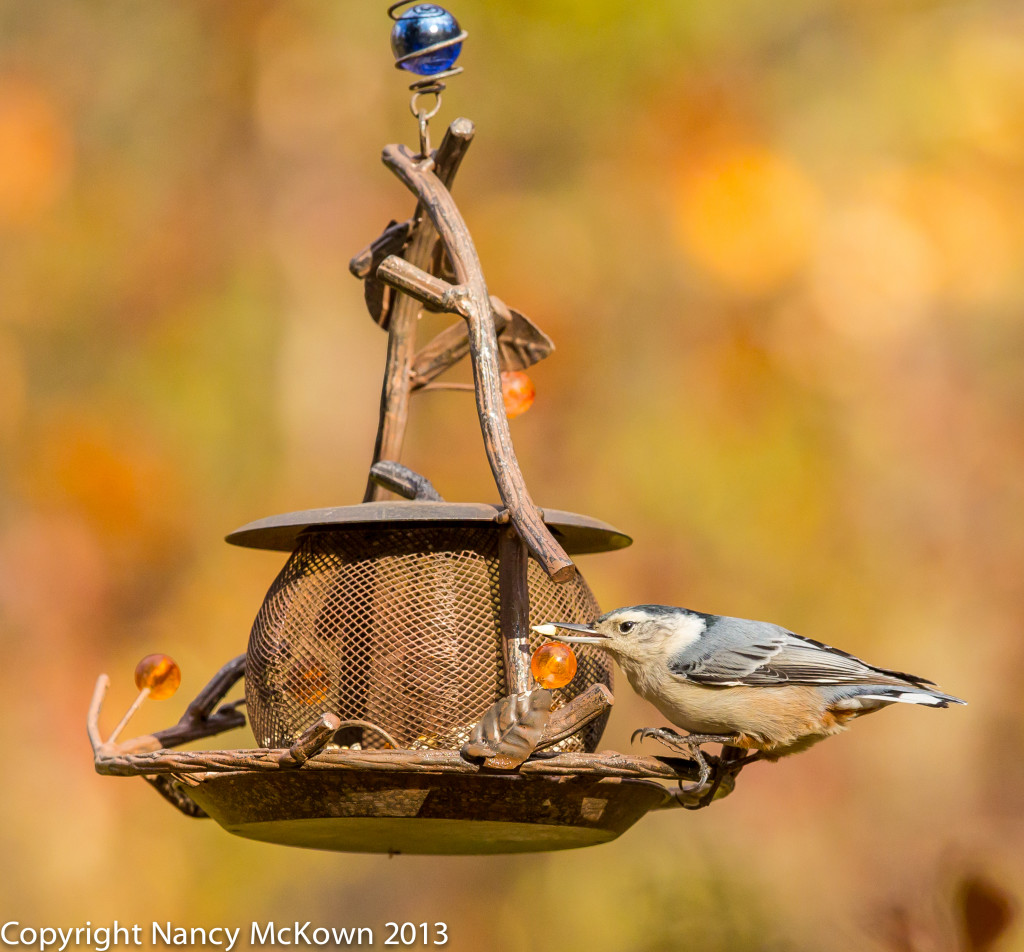 Photo of White Breasted Nuthatch