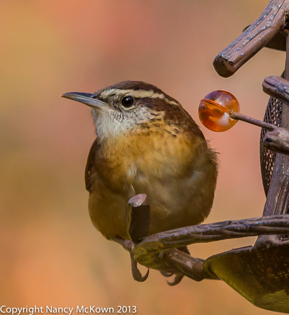 Photo of Carolina Wren