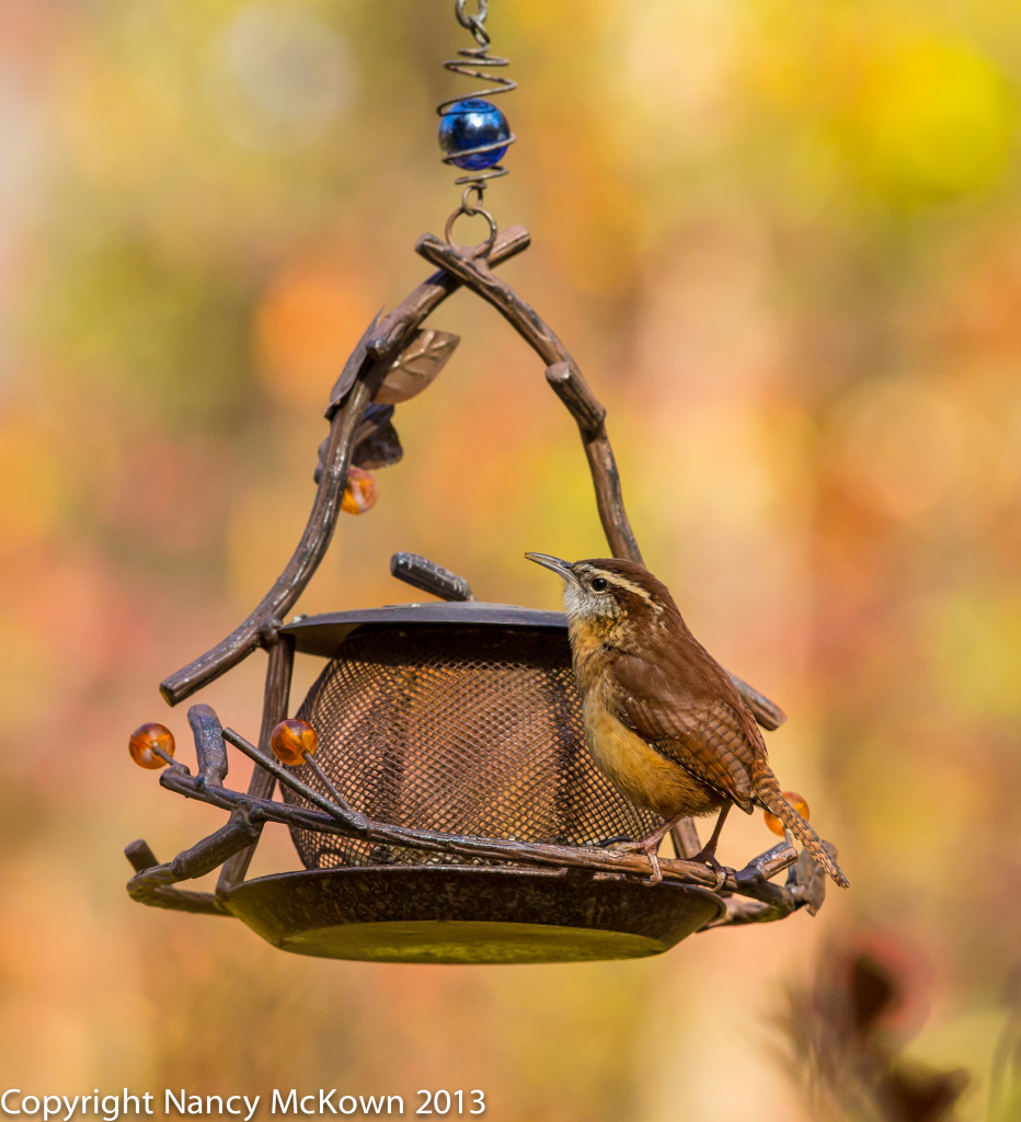 Photo of Carolina Wren