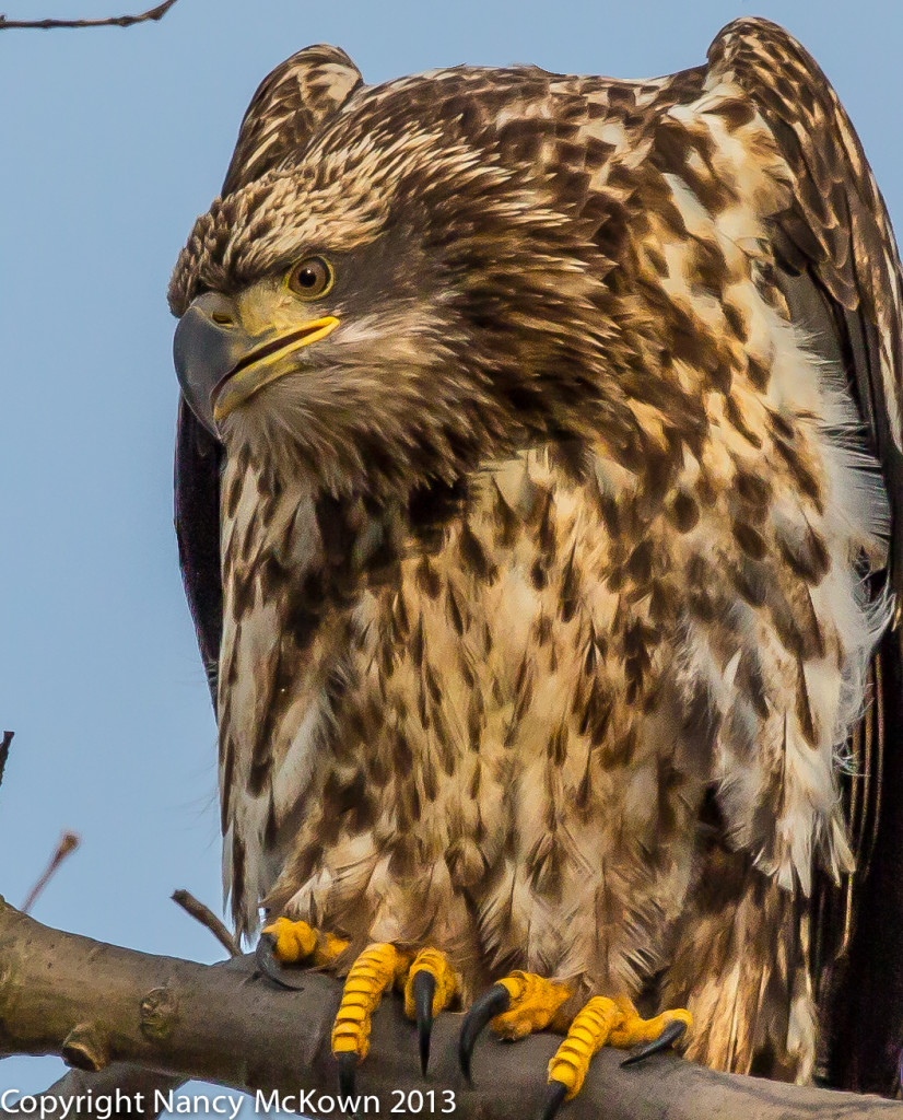 Photo of Juvenile Bald Eagle