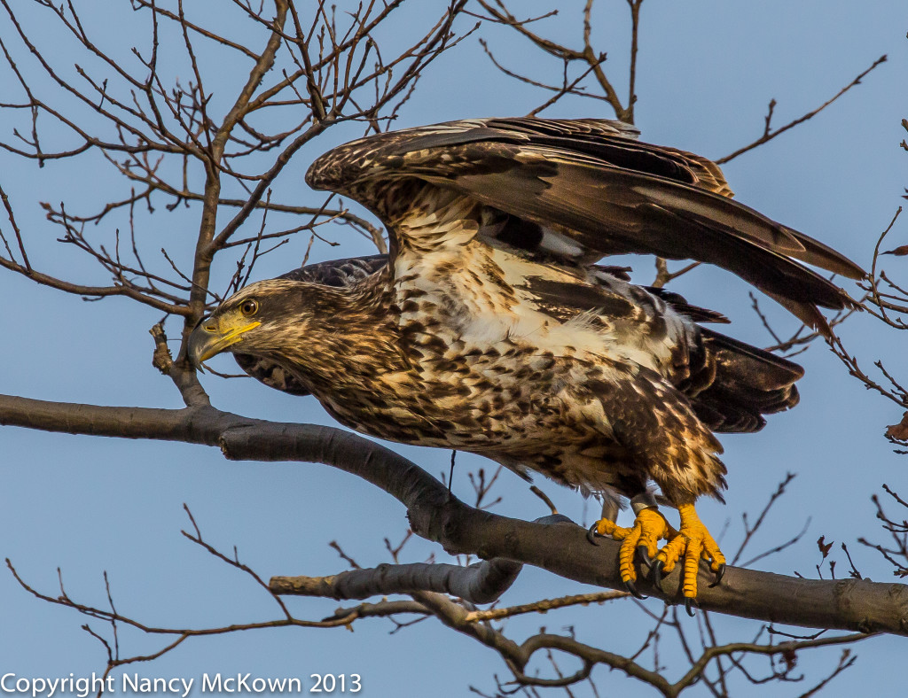 Photo of Juvenile Bald Eagle