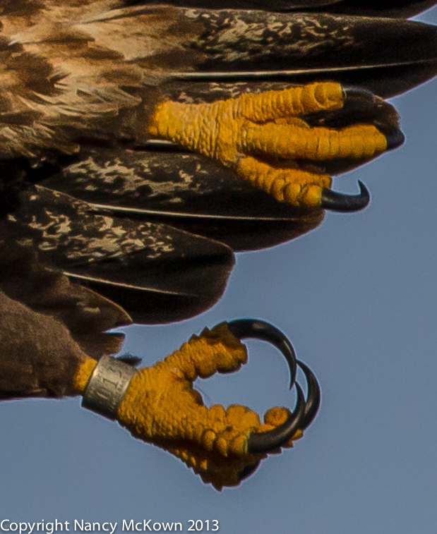 Photograph of Banded Foot of Immature Bald Eagle