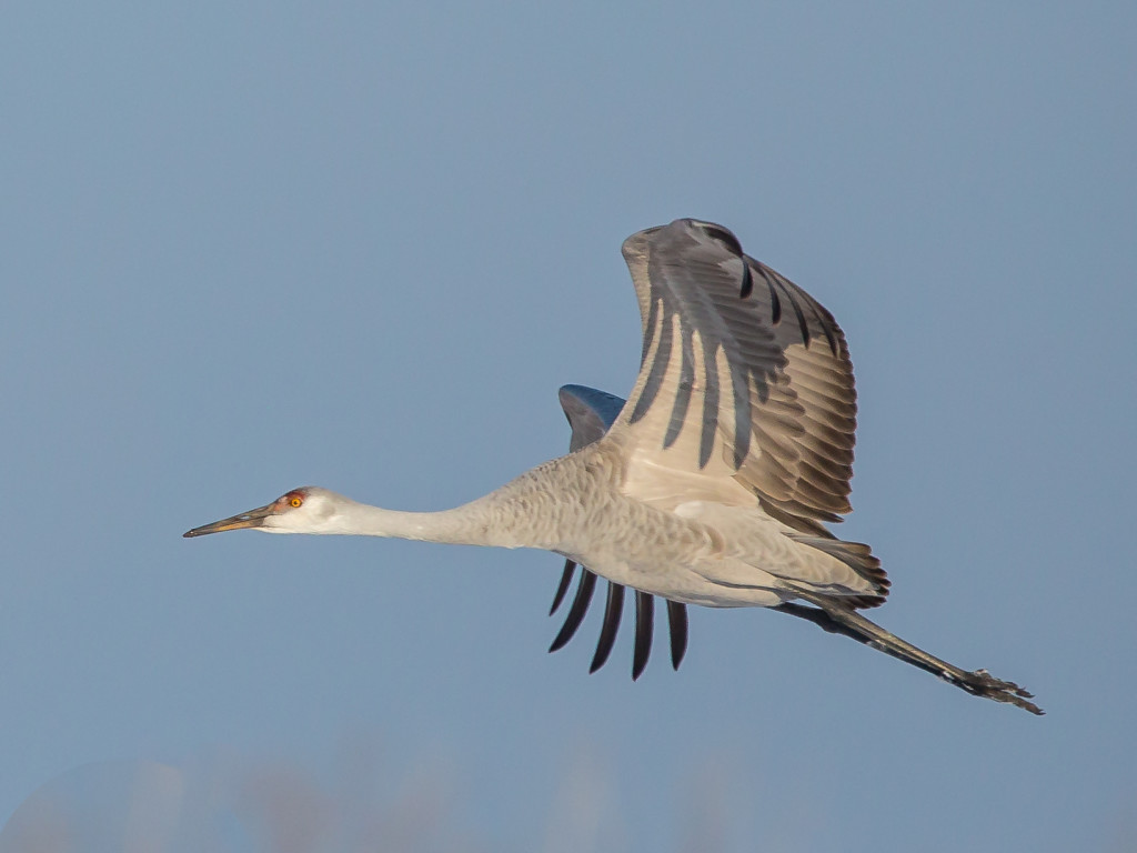 Photograph of Sandhill Crane