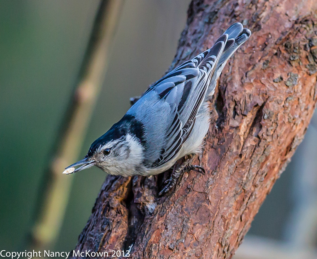Photo of White Breasted Nuthatch
