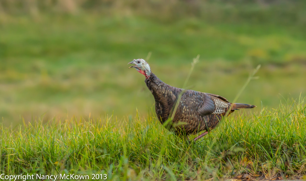 Photographing Michigan Wild Turkeys to