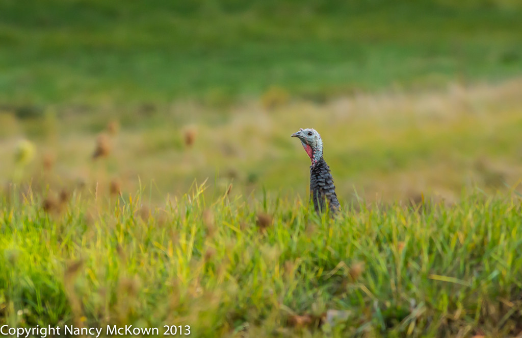 Photo of Wild Turkey