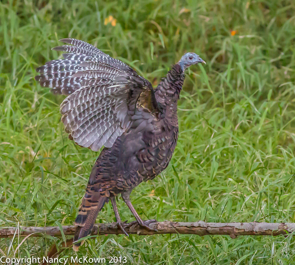 Photo of Wild Turkey