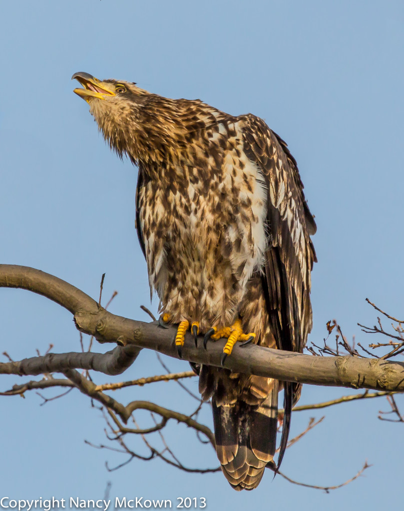 Photo of Juvenile Bald Eagle