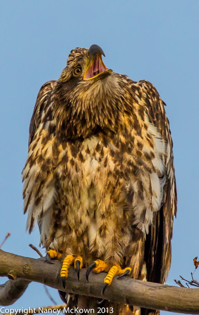 Photo of Immature Bald Eagle