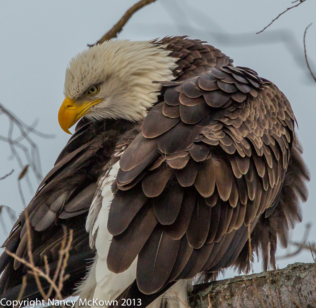 Photograph of Adult Bald Eagle