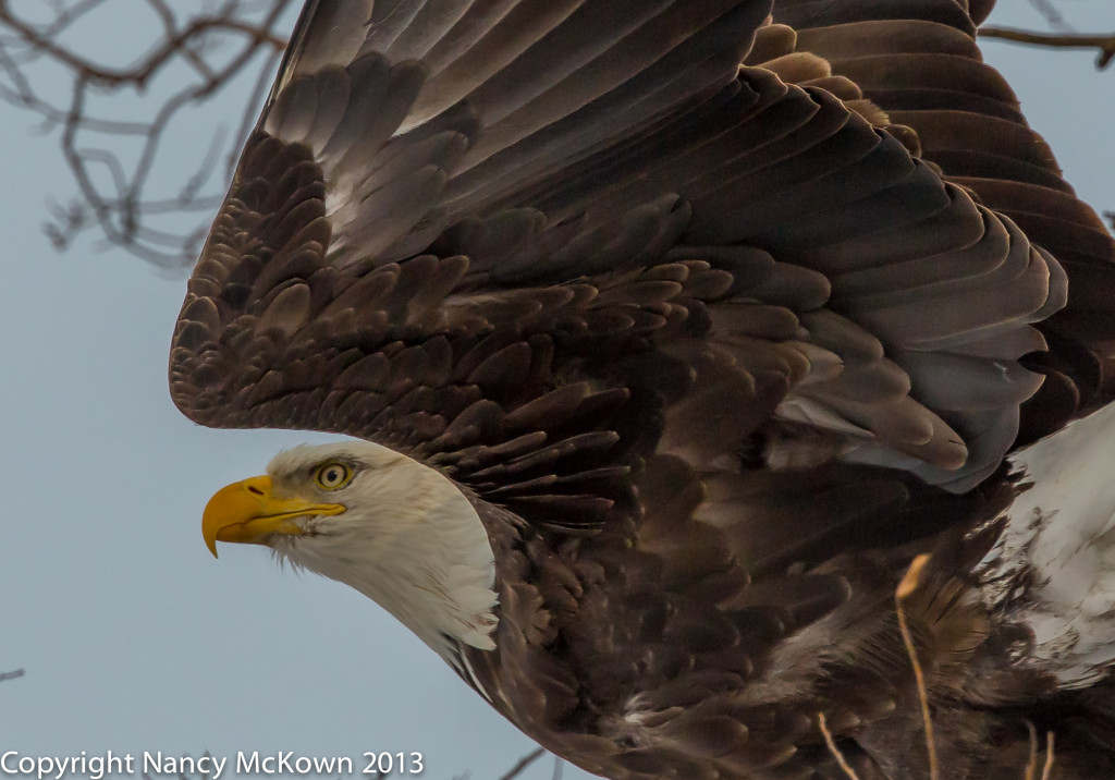 Photograph of Bald Eagle