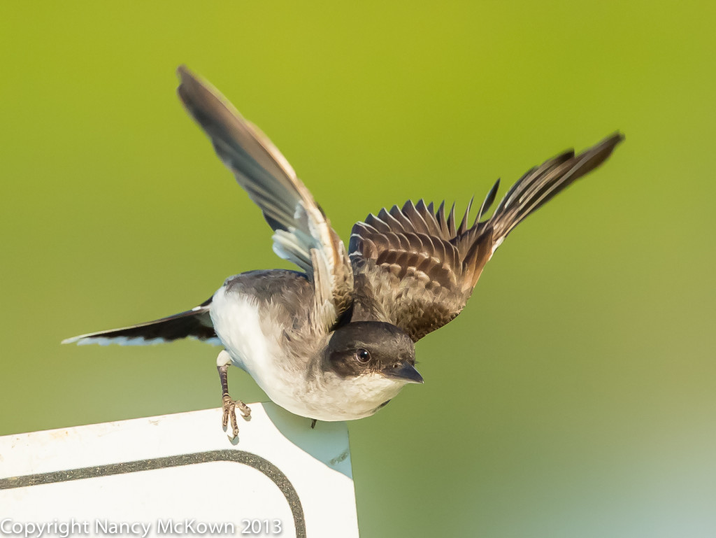 Photo of Tree Swallow Getting Ready to Fly