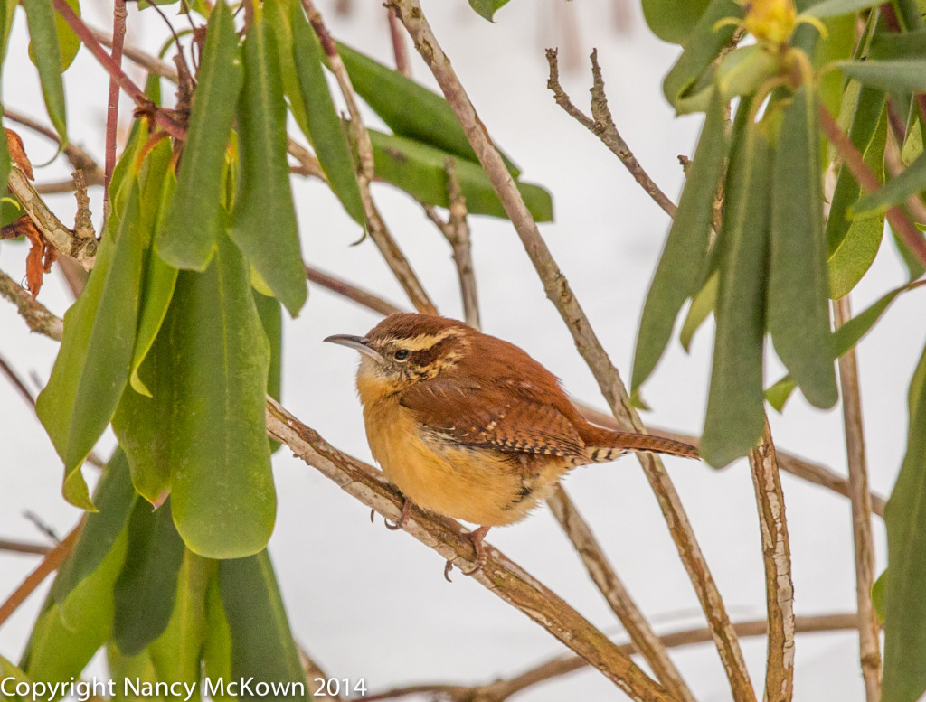 Photograph of Carolina Wren