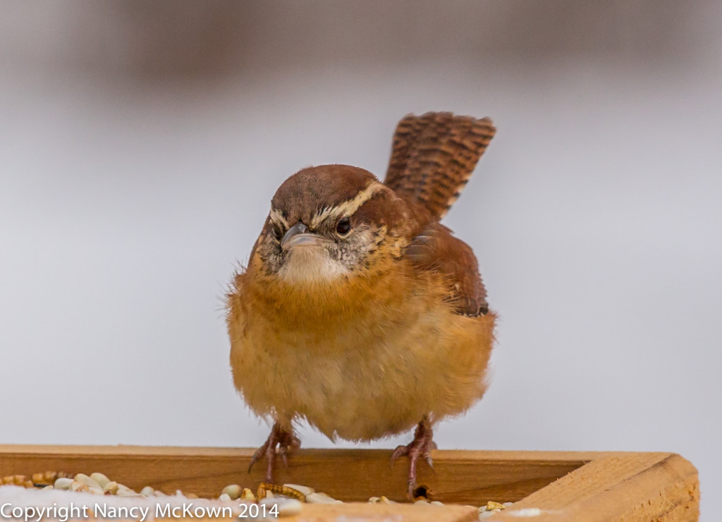 Photo of Carolina Wren