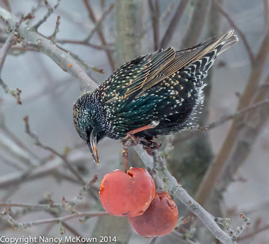 Photo of European Starling 