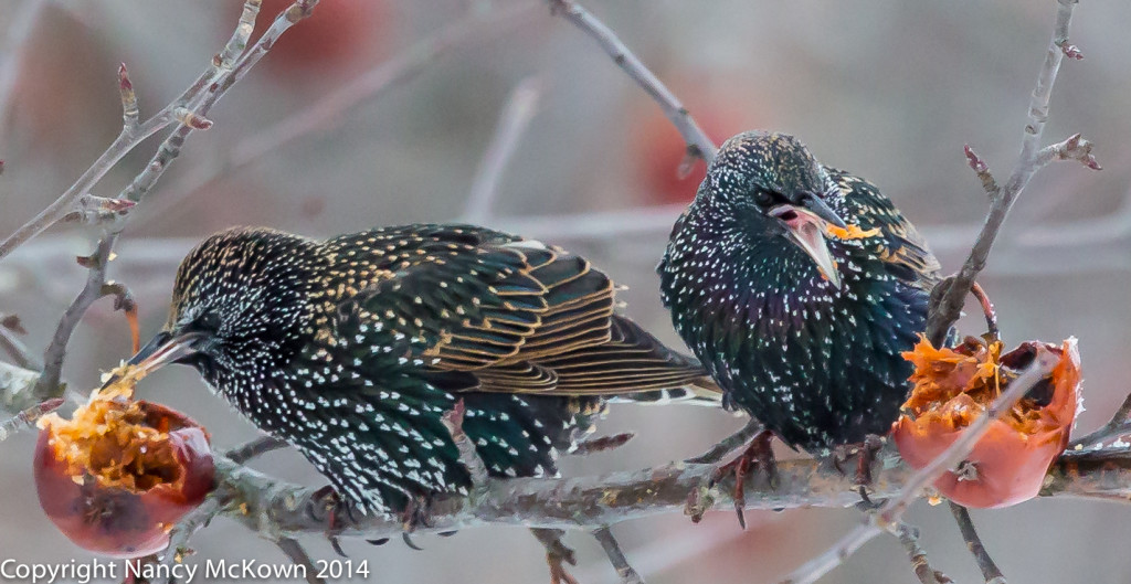 european starling winter