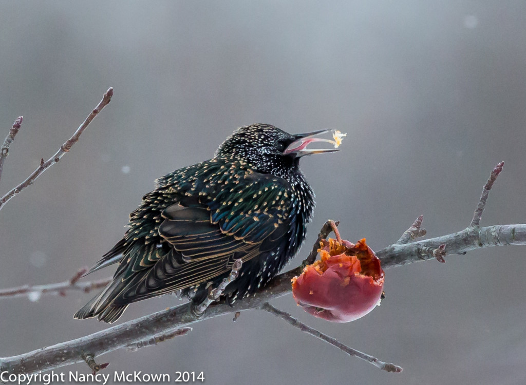 european starling winter