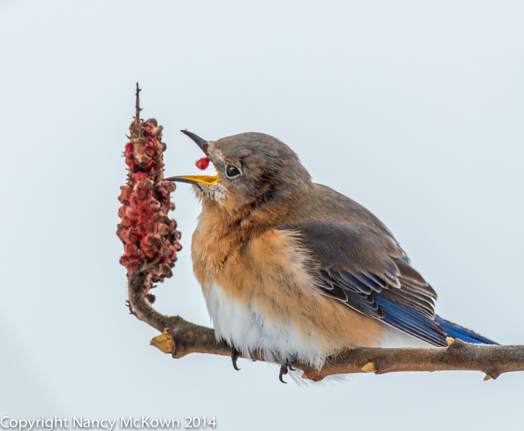 Photo of Eastern Bluebird in Winter